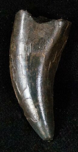 Nanotyrannus Tooth - Montana #13048